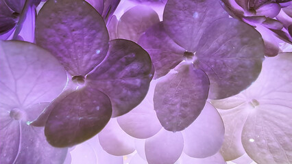 Hydrangea flower petals - cool and interesting background