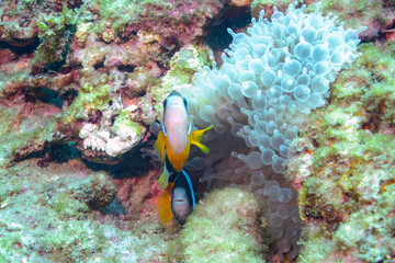 美しいイソギンチャク畑の可愛いクマノミ（クマノミ亜科）、ミツボシクロスズメダイ（スズメダイ科）他の群れ。

東京都伊豆諸島式根島-2020年10月3日

Yellowtail clownfish (Amphiprion clarkii)
Threespot dascyllus (Dascyllus trimaculatus)