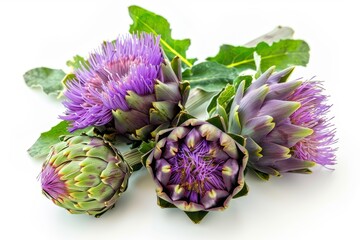Purple and green artichoke flowers and cross cuts isolated on white