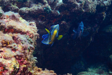 美しく大きなサザナミヤッコ（キンチャクダイ科）他。

東京都伊豆諸島式根島-2020年10月3日

Zebra angelfish (Pomacanthus semicirculatus)
