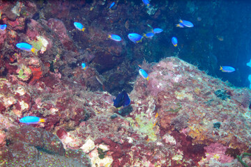 可愛いアブラヤッコ（キンチャクダイ科）他。

東京都伊豆諸島式根島-2020年10月3日

Keyhole Angelfish (Centropyge tibicen) 
