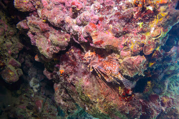 広げた羽根が美しいキリンミノ（フサカサゴ科）。

東京都伊豆諸島式根島-2020年10月3日

The Beautiful Zebra turkeyfish (Dendrochirus zebra) and others. 
