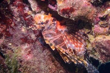 広げた羽根が美しいキリンミノ（フサカサゴ科）。

東京都伊豆諸島式根島-2020年10月3日

The Beautiful Zebra turkeyfish (Dendrochirus zebra) and others. 
