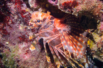 広げた羽根が美しいキリンミノ（フサカサゴ科）。

東京都伊豆諸島式根島-2020年10月3日

Zebra turkeyfish (Dendrochirus zebra)
