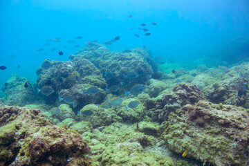 美しいニセカンランハギ、ニザダイ（ニザダイ科）他の群れ。

東京都伊豆諸島式根島-2020年10月3日


Pencil surgeonfish (Acanthurus dussumieri)
Sawtail (Prionurus scalprum) 
