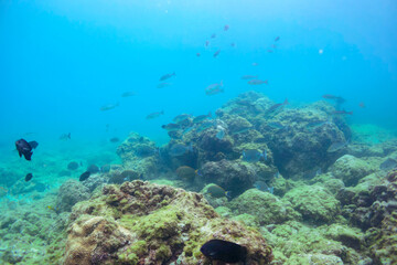 美しいニセカンランハギ、ニザダイ（ニザダイ科）他の群れ。

東京都伊豆諸島式根島-2020年10月3日

Pencil surgeonfish (Acanthurus dussumieri)
Sawtail (Prionurus scalprum) 