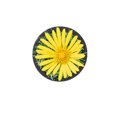 Dot made of natural yellow flower isolated.