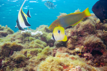 素晴らしいサンゴ礁の美しいイッテンチョウチョウウオ（チョウチョウウオ科）、ツノダシ（ニザダイ科）他の群れ。

東京都伊豆諸島式根島-2020年10月3日

A school of the Beautiful Teardrop butterflyfish (Chaetodon unimaculatus) and Moorish Idol juvenile (Zanclus cornutus) and