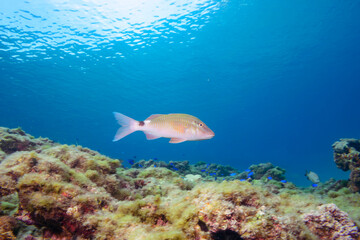 美しいホウライヒメジ（ヒメジ科）の他群れ。

東京都伊豆諸島式根島-2020年10月3日

Whitesaddle goatfish (Parupeneus ciliatus)
