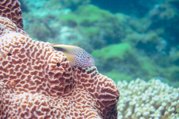 素晴らしいサンゴ礁の大きなホシゴンベ（ゴンベ科）他。

東京都伊豆諸島式根島-2020年10月3日

Blackside hawkfish (Paracirrhites forsteri) 
