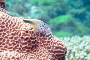 素晴らしいサンゴ礁の大きなホシゴンベ（ゴンベ科）他。

東京都伊豆諸島式根島-2020年10月3日

Blackside hawkfish (Paracirrhites forsteri) 
