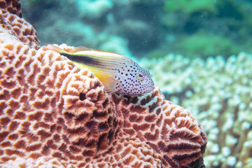 素晴らしいサンゴ礁の大きなホシゴンベ（ゴンベ科）他。

東京都伊豆諸島式根島-2020年10月3日

The large Blackside hawkfish (Paracirrhites forsteri) and others in Wonderful coral reefs.
