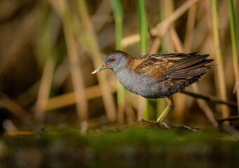 Little crake bird ( Porzana parva ) - male