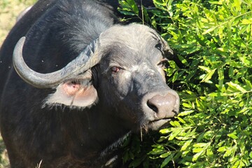Im Angesicht mit dem Wasserbüffel