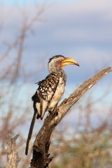 Stolzer eleganter Vogel