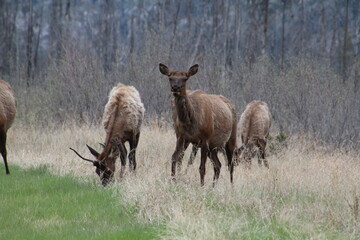 Elk In The Meadow, Jasper National Park, Alberta