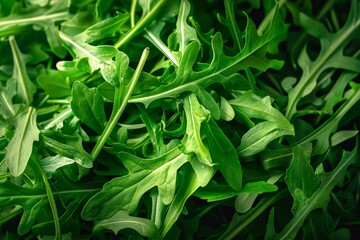 Fototapeta premium Studio photo of vibrant arugula