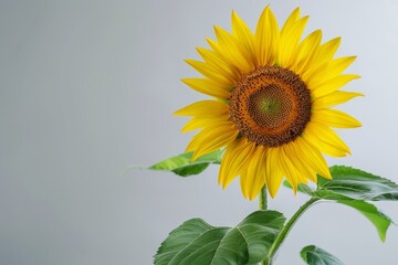 Obraz premium Sunflower variety isolated on gray background Design template agriculture theme Harves farming