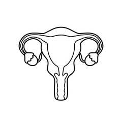 Black line uterus and ovaries woman reproduction system drawing for human anatomy vector illustration