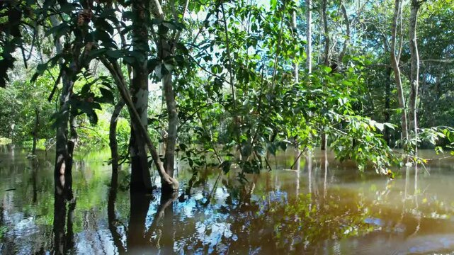 Amazon Forest At Manaus Amazonas Brazil. Amazon Rainforest Showing River Winding Dense Jungle. Forest Trees Amazon Green. Forest Amazon Panoramic. Manaus Amazonas.