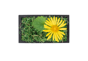 Minus sign made of green grass and flower isolated.