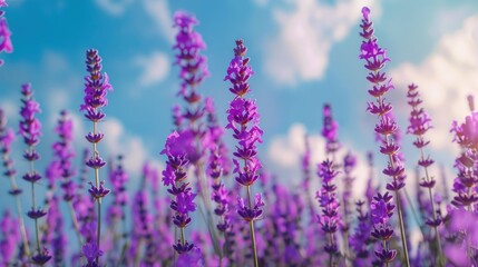 Fototapeta premium Blooming lavender field under blue sky