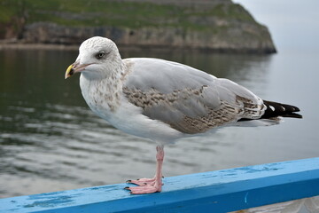 Seagull, Wales