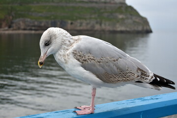 Sea gull, Wales