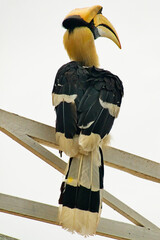 Meeting with the Great Hornbill: Icon of Phnom Penh