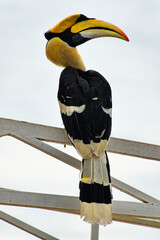 Meeting with the Great Hornbill: Icon of Phnom Penh