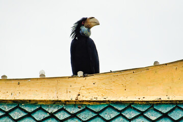 Meeting with the Great Hornbill: Icon of Phnom Penh