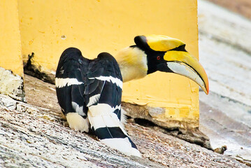 Meeting with the Great Hornbill: Icon of Phnom Penh