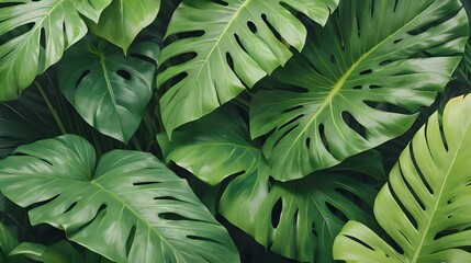 Obraz premium Tropical green leaves against a sunny background create a minimalist summer theme with a frame perfect for copying space images.