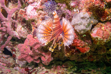 広げた羽根が美しいキリンミノ（フサカサゴ科）。

東京都伊豆諸島式根島-2020年10月4日

The Beautiful Zebra turkeyfish (Dendrochirus zebra) and others. 
