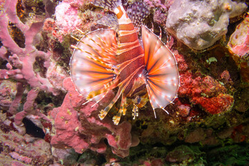 広げた羽根が美しいキリンミノ（フサカサゴ科）。

東京都伊豆諸島式根島-2020年10月4日

The Beautiful Zebra turkeyfish (Dendrochirus zebra) and others. 
