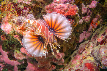 広げた羽根が美しいキリンミノ（フサカサゴ科）。

東京都伊豆諸島式根島-2020年10月4日

The Beautiful Zebra turkeyfish (Dendrochirus zebra) and others. 
