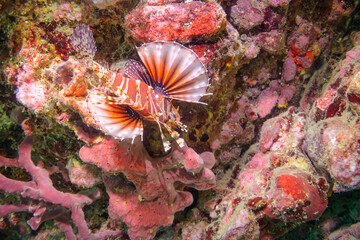 広げた羽根が美しいキリンミノ（フサカサゴ科）。

東京都伊豆諸島式根島-2020年10月4日

The Beautiful Zebra turkeyfish (Dendrochirus zebra) and others. 
