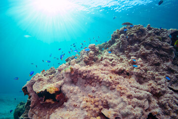 素晴らしいサンゴ礁の美しいイッテンチョウチョウウオ（チョウチョウウオ科）、ソラスズメダイ（スズメダイ科）他の群れ。

東京都伊豆諸島式根島-2020年10月4日

A school of the Beautiful Teardrop butterflyfish (Chaetodon unimaculatus), Heavenly Damselfish (Pomacentrus coelestis)