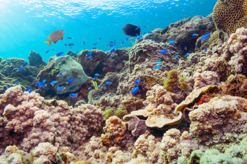 素晴らしいサンゴ礁の美しいイッテンチョウチョウウオ（チョウチョウウオ科）、ソラスズメダイ（スズメダイ科）他の群れ。

東京都伊豆諸島式根島-2020年10月4日

A school of the Beautiful Teardrop butterflyfish (Chaetodon unimaculatus), Heavenly Damselfish (Pomacentrus coelestis)