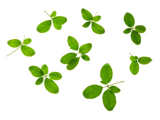 Obraz premium Flying green leaves isolated on transparent background. 