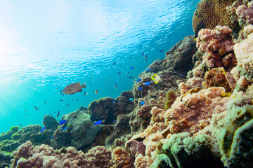 素晴らしいサンゴ礁の美しいイッテンチョウチョウウオ（チョウチョウウオ科）、ソラスズメダイ（スズメダイ科）他の群れ。

東京都伊豆諸島式根島-2020年10月4日

A school of the Beautiful Teardrop butterflyfish (Chaetodon unimaculatus), Heavenly Damselfish (Pomacentrus coelestis)