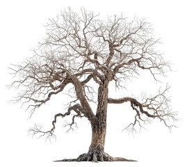 Fototapeta premium dead tree isolated on a transparent background
