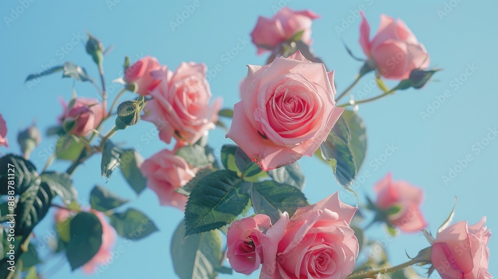 Poster pink roses against blue backdrop