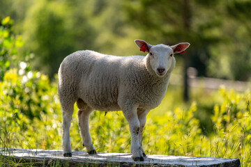 Obraz premium mother and baby sheeps resting in the shadow in Vengedalen DNT Venjedalsbu hytte close to Andalsnes in Norway in summer
