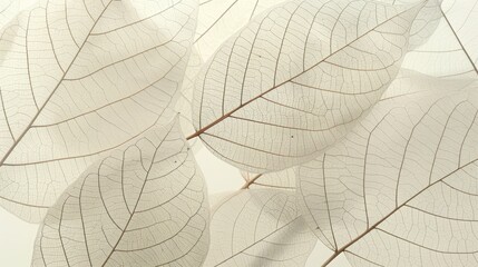 transparent skeleton leaves leaf texture close up skeleton leaf closeup