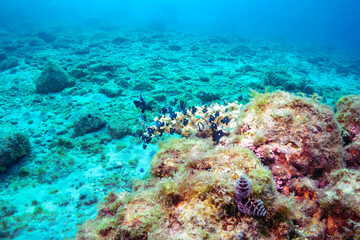 テーブルサンゴに住むソラスズメダイ、フタスジリュウキュウスズメダイ、ミツボシクロスズメダイ（スズメダイ科）の幼魚他。
伊豆諸島式根島-2020年10月4日
Heavenly Damselfish (Pomacentrus coelestis)
Reticulated Dascyllus (Dascyllus reticulatus)
Threespot dascyllus (Dascyllus t