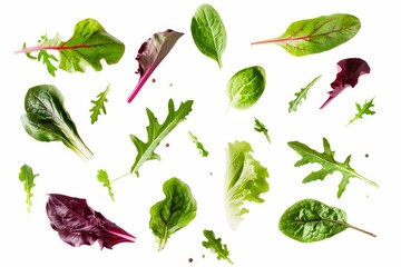 Various green salad leaves on white background Ingredients include arugula lettuce chard spinach and beets leaf