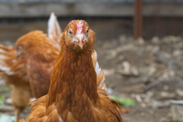 Portrait of a young colorful laying hen