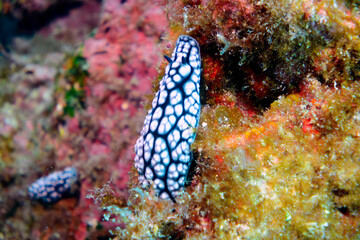 美しいコイボウミウシ（イボウミウシ科）。

東京都伊豆諸島式根島-2020年10月4日

The Beautiful sea slug (Phyllidiella pustulosa).
