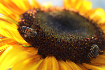 Close-up of Honey bee on yellow sunflower in the garden. Apis mellifera on Helianthus annuus